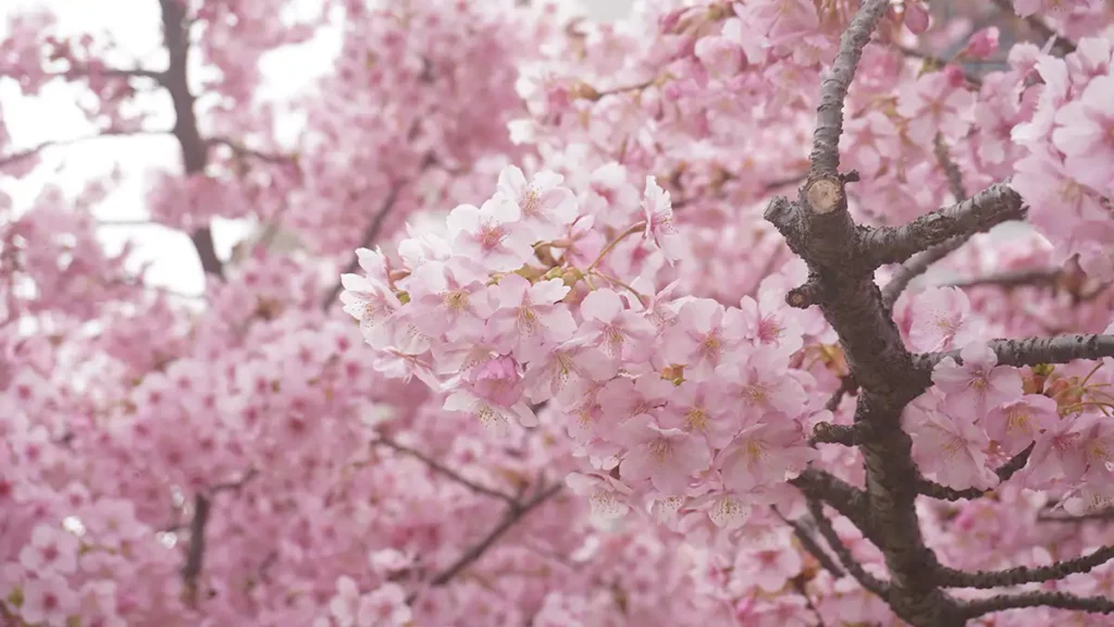 倉敷川沿いの河津桜