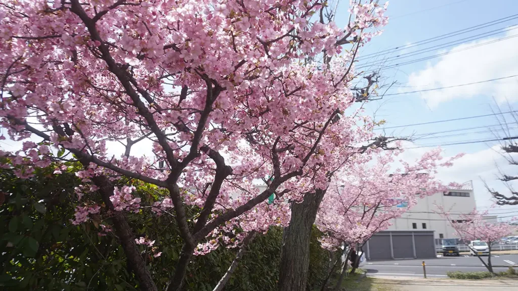倉敷川沿いの河津桜