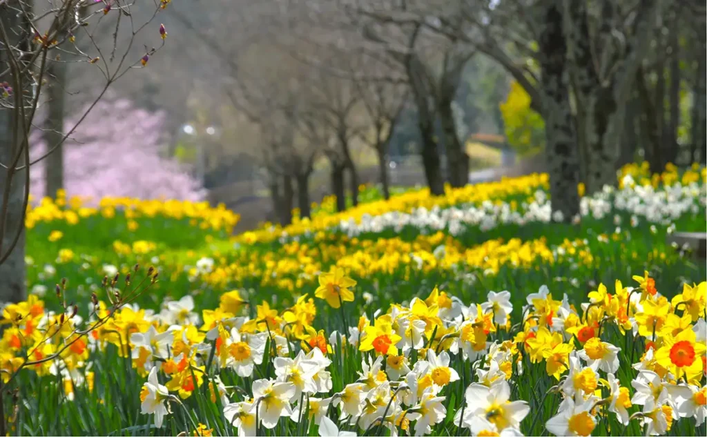 スイセン / 飛竜の花道