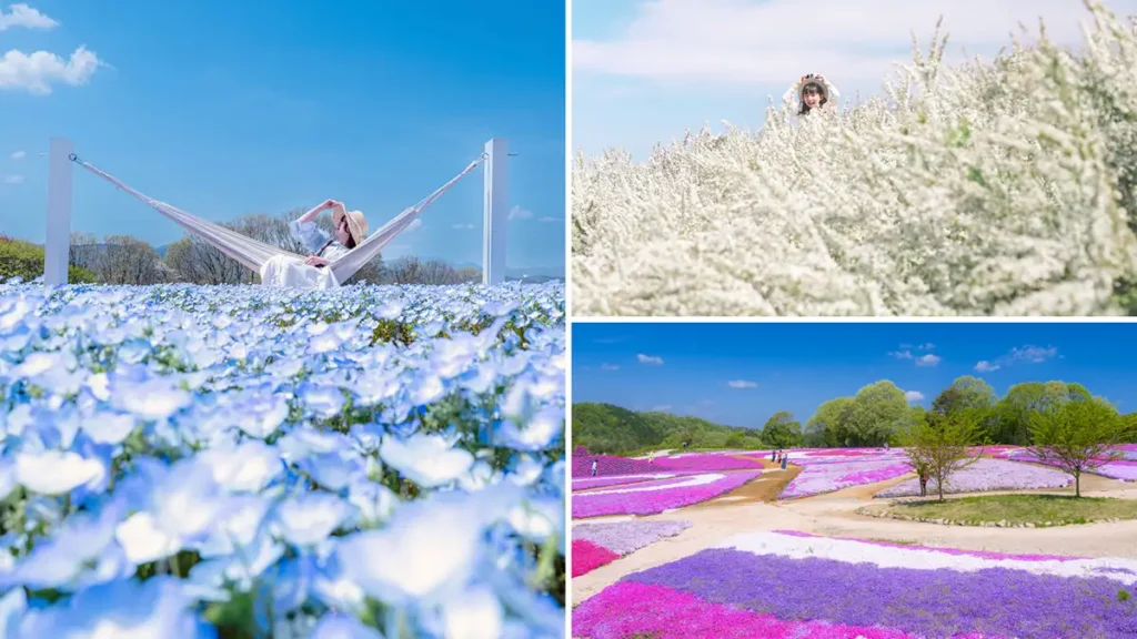 「芝桜とネモフィラの丘」2025年の様子