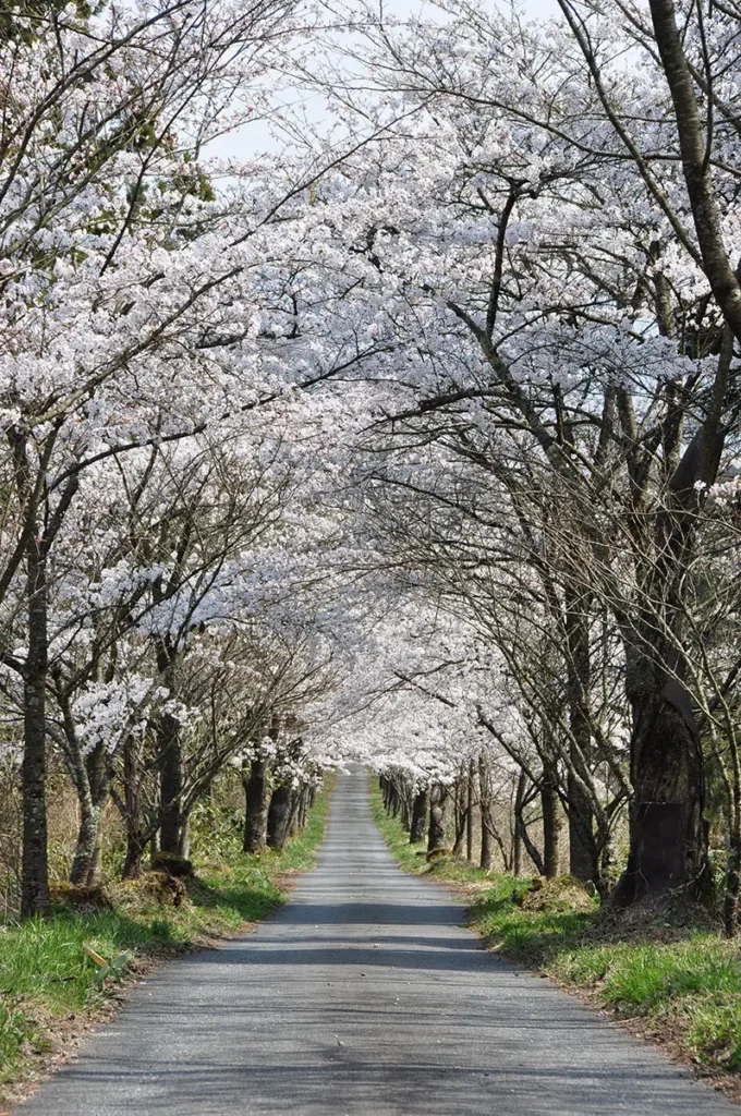 茅部神社の桜並木