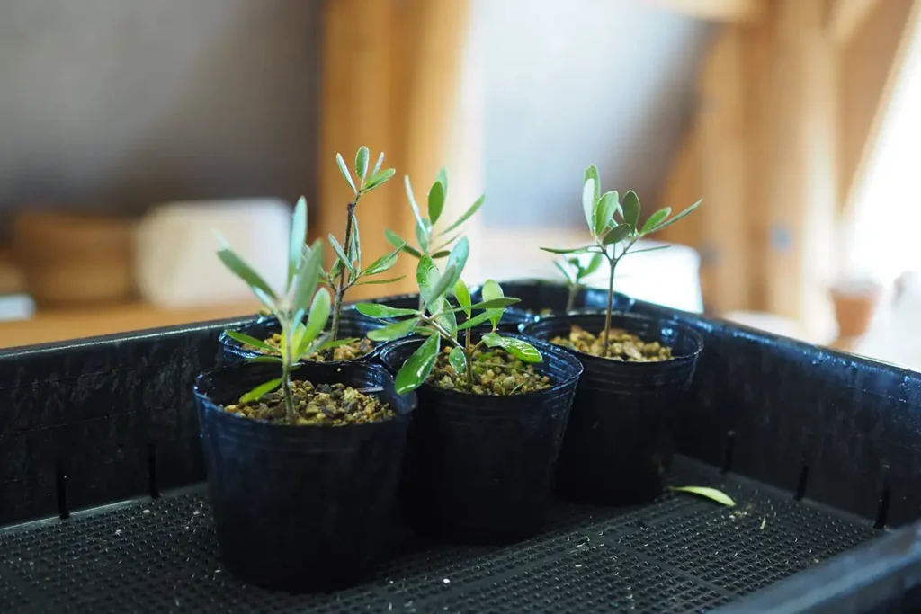 樹齢千年のオリーヴ大樹の苗木