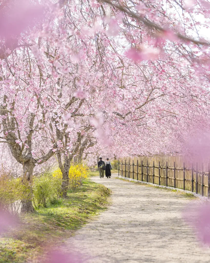桜のれん