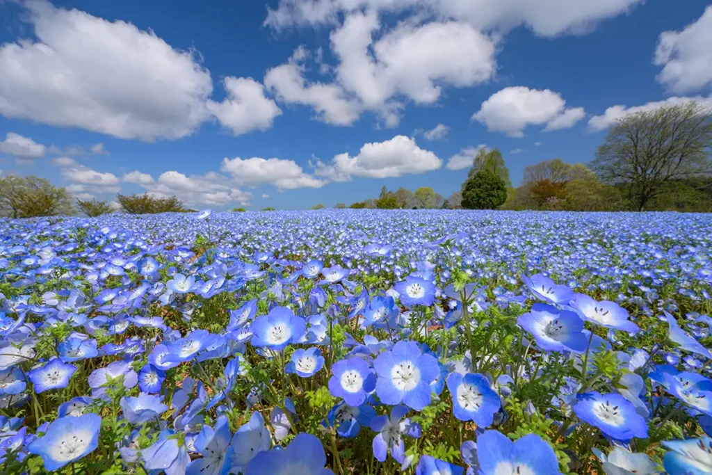あおぞらの丘　ネモフィラ