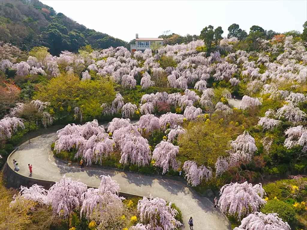 「花見山 鳴門」徳島県