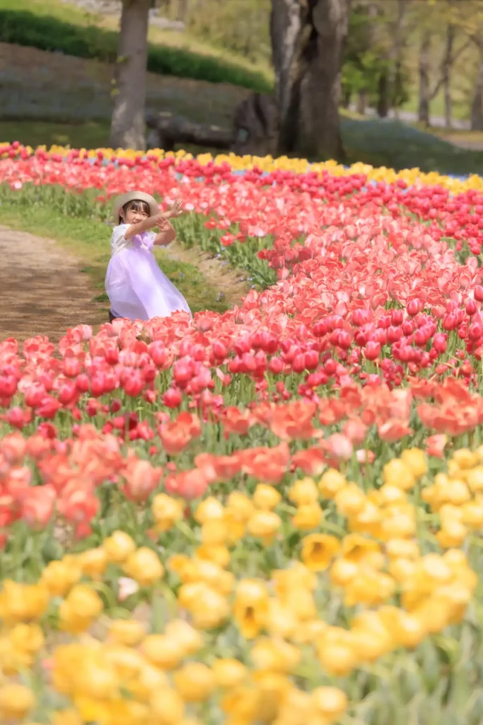 チューリップ / 花竜の道