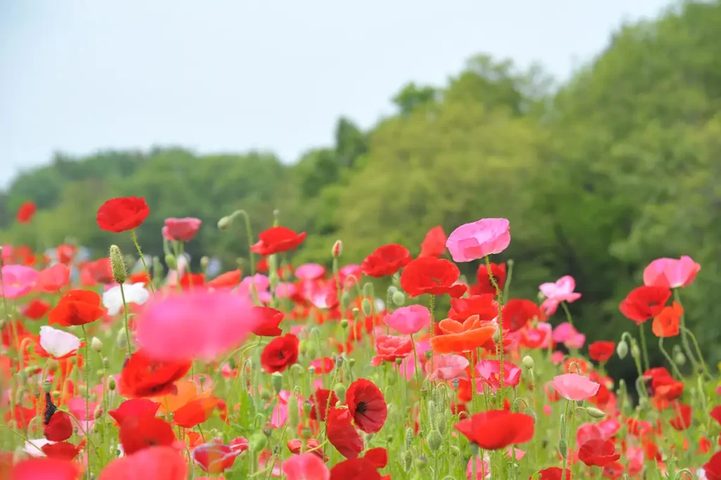 ポピー / 青竜の谷