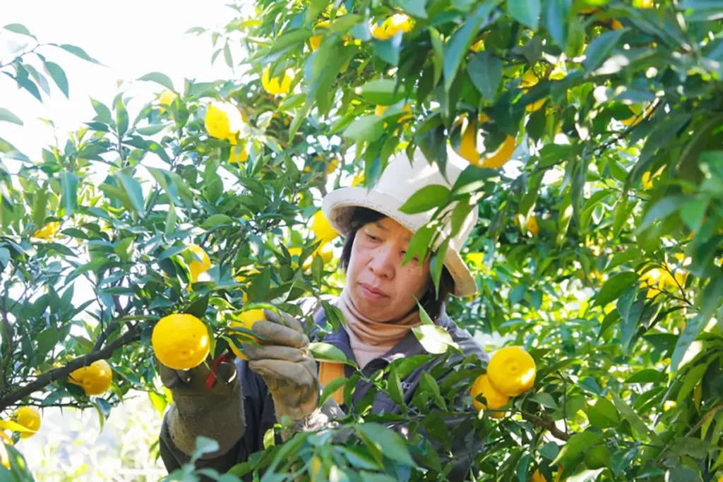 木頭ゆずの収穫風景