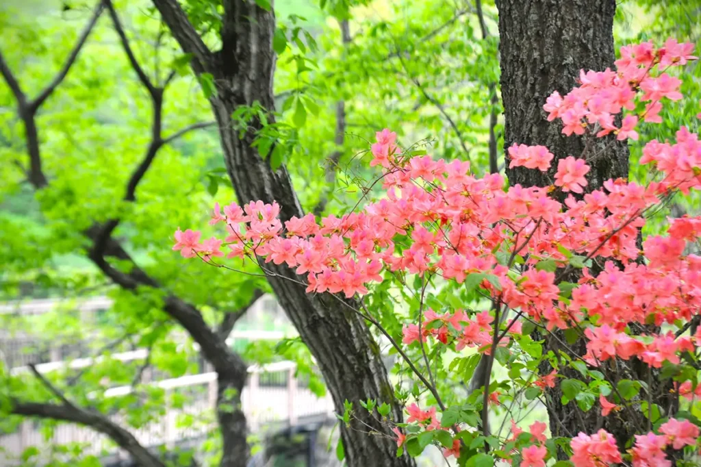 オンツツジ - 園内各所