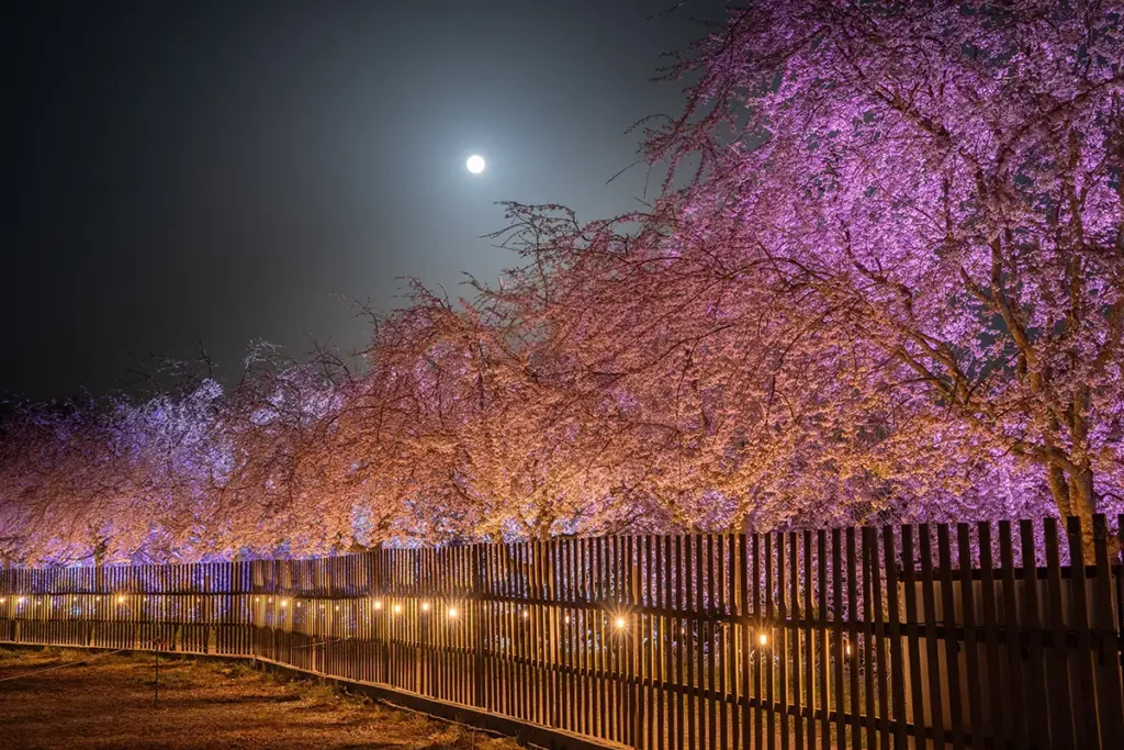 夜桜ライトアップ