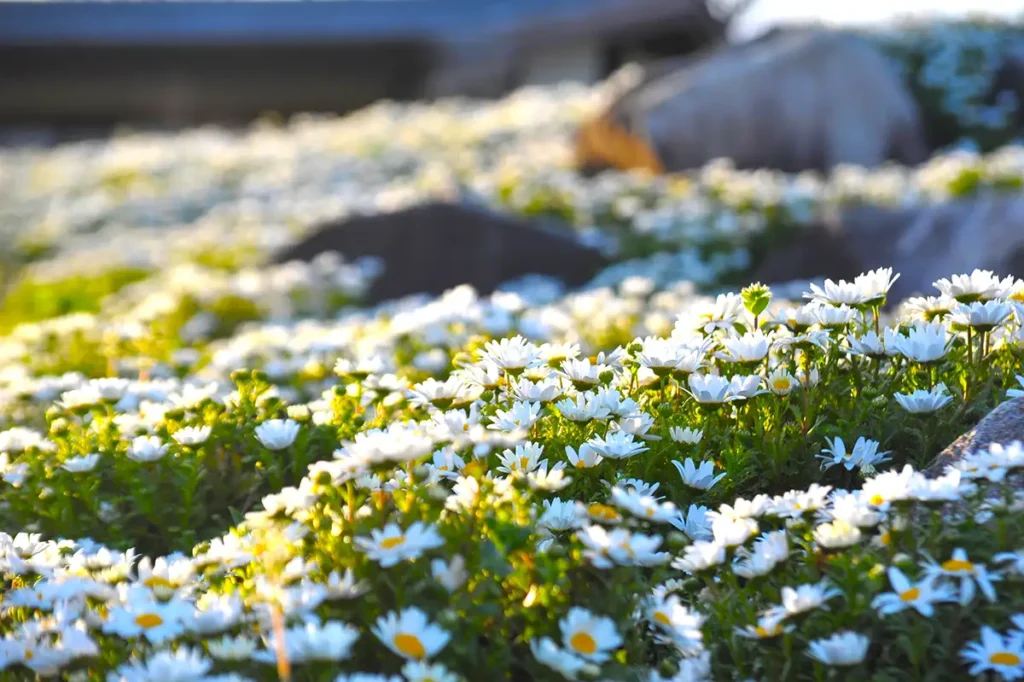 ノースポール - 風花の庭