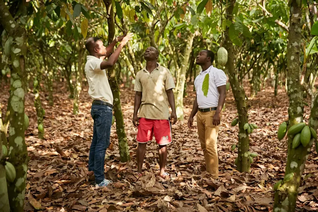 カカオの木の寿命とカカオ豆の生産量に大きく影響を与えるシェードツリー(日陰樹)の植樹を実施し、カカオの森を守るプロジェクトの様子※