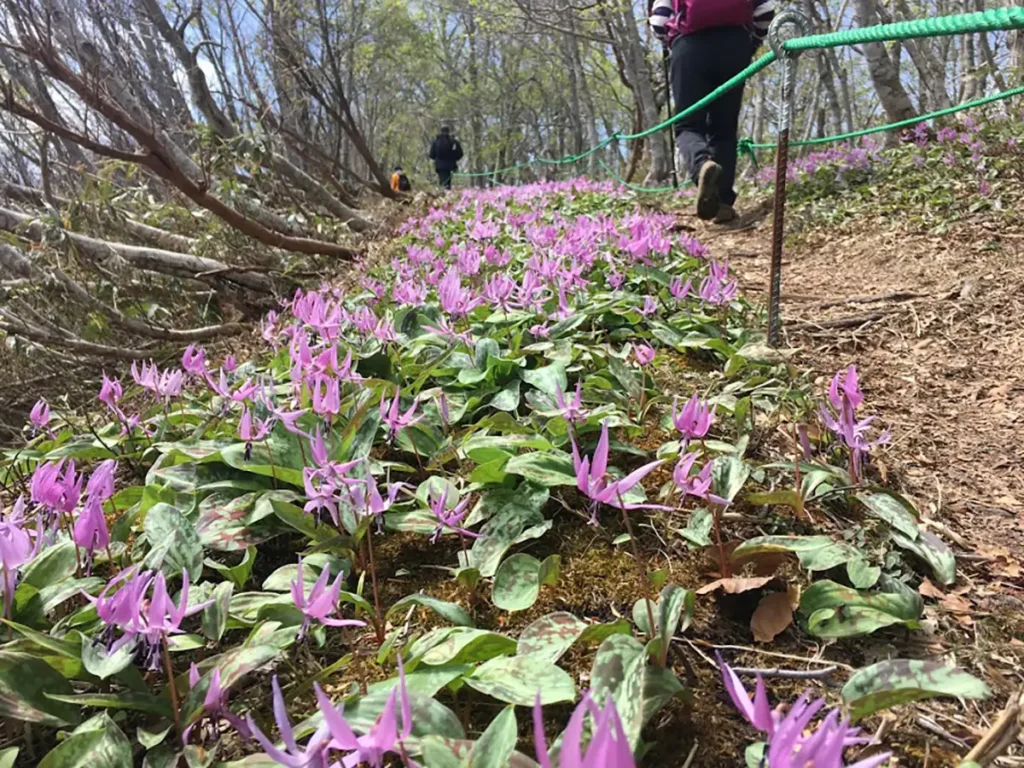 休暇村から擬宝珠山登山口まで徒歩10分。解説を交えながらゆっくりと山頂を目指します。