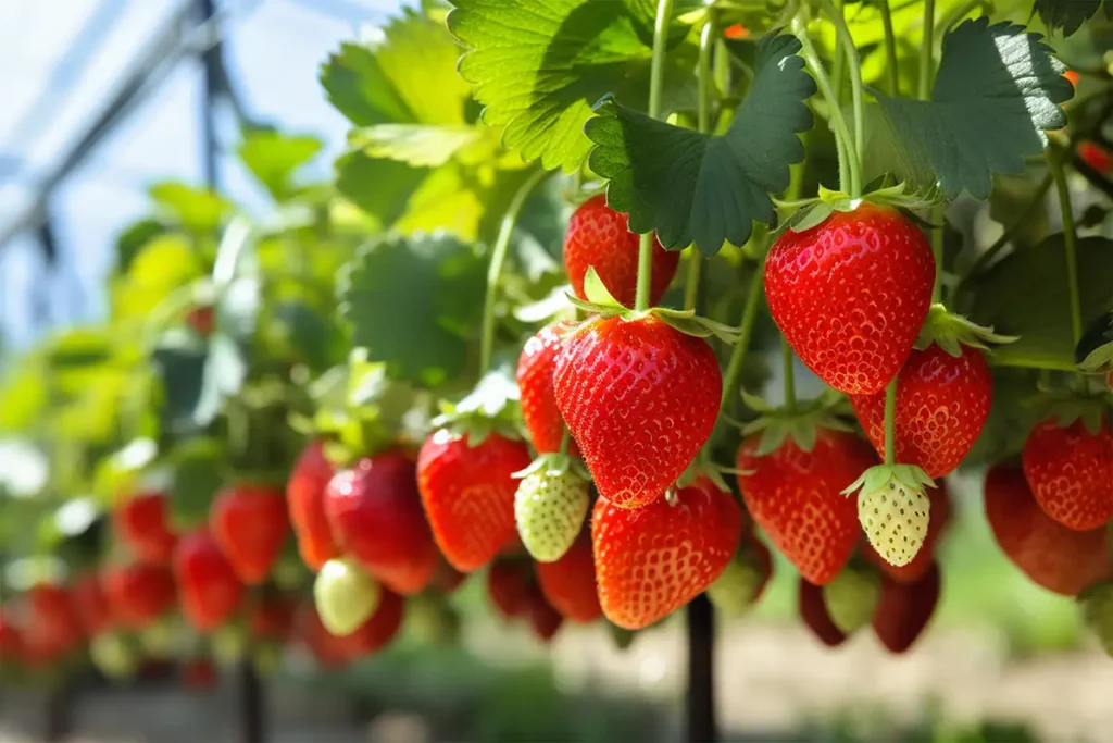 いちご狩りの写真