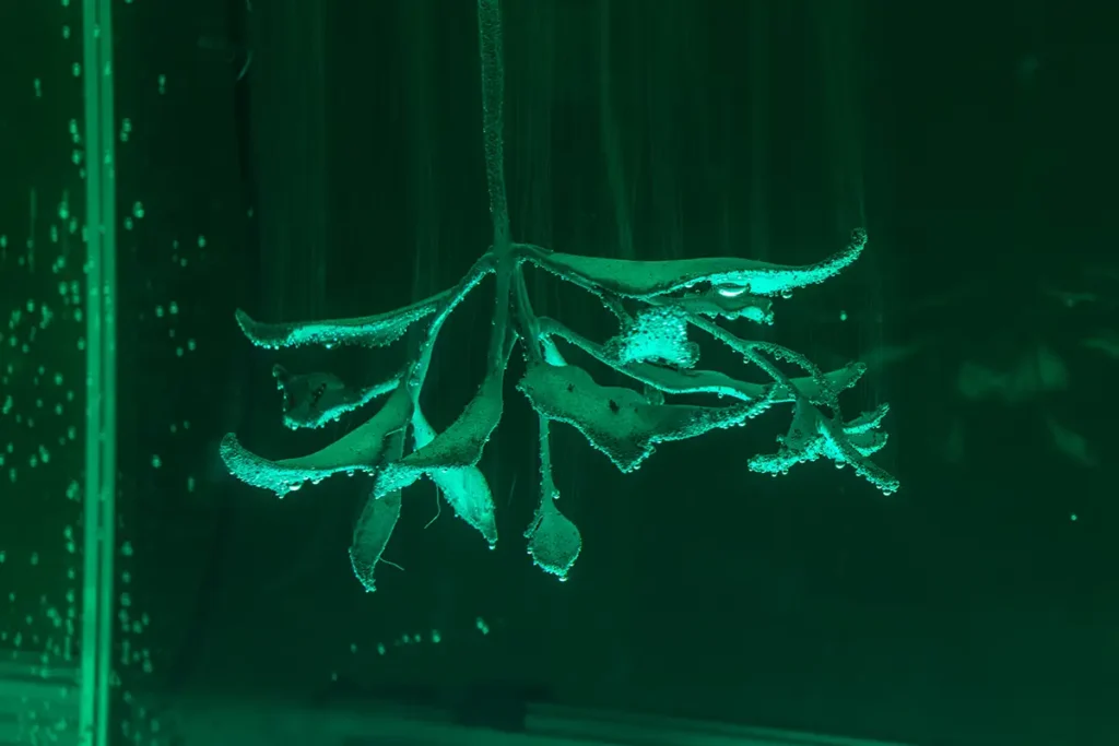 バグース・パンデガ《Anim Wraksa》2025年、Photo: Daniel Pérez, courtesy of Swiss Institute