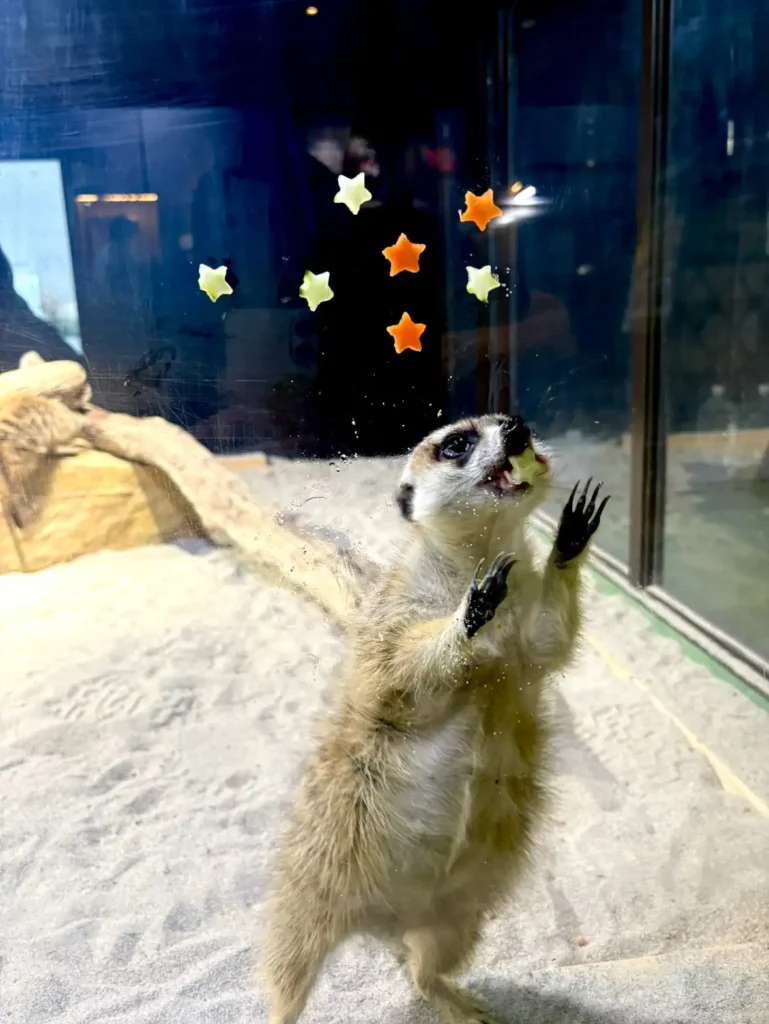 ミーアキャット