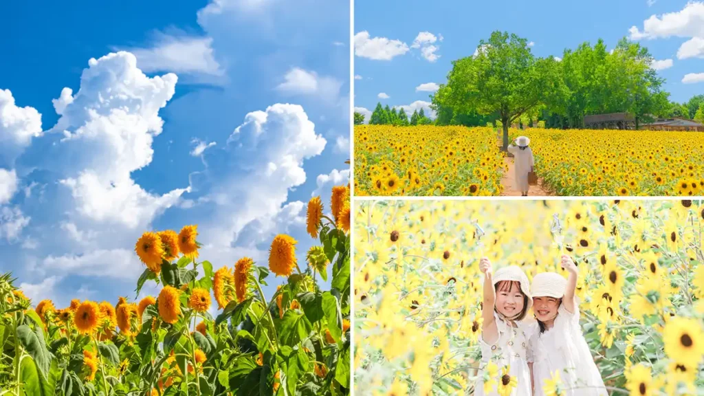 「ひまわりまつり」2025年の様子