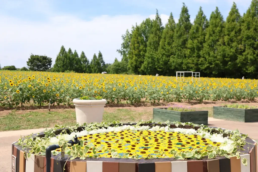 プールに花を浮かべてのお出迎え