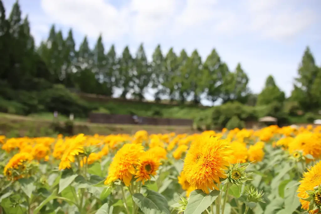 東北八重が見頃を迎えました