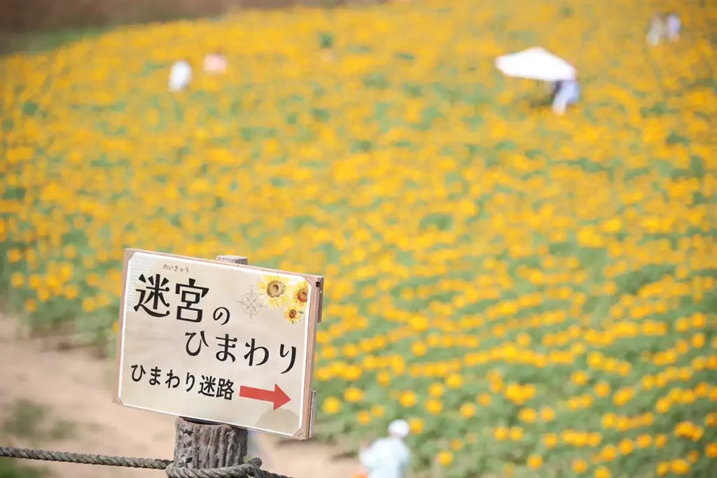 広大なひまわり迷路はクイズ式。お子さまと一緒に挑戦してみて