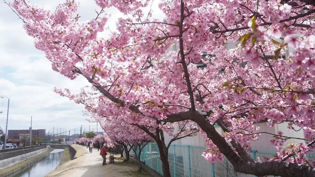 倉敷川沿いの河津桜