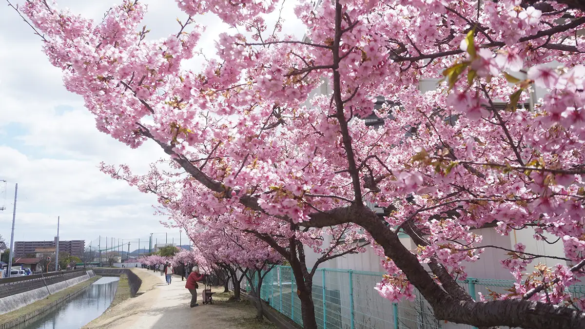 倉敷川沿いの河津桜
