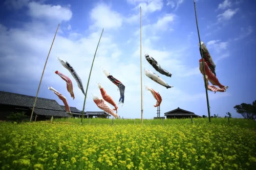 長閑な村に菜の花畑と気持ちよく泳ぐ12匹の鯉のぼり(鯉のぼりの掲揚は4月11日~5月6日予定)