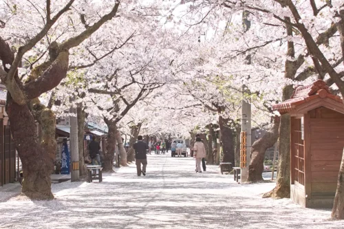 全国的にも珍しい旧宿場町を彩る桜並木「がいせん桜」