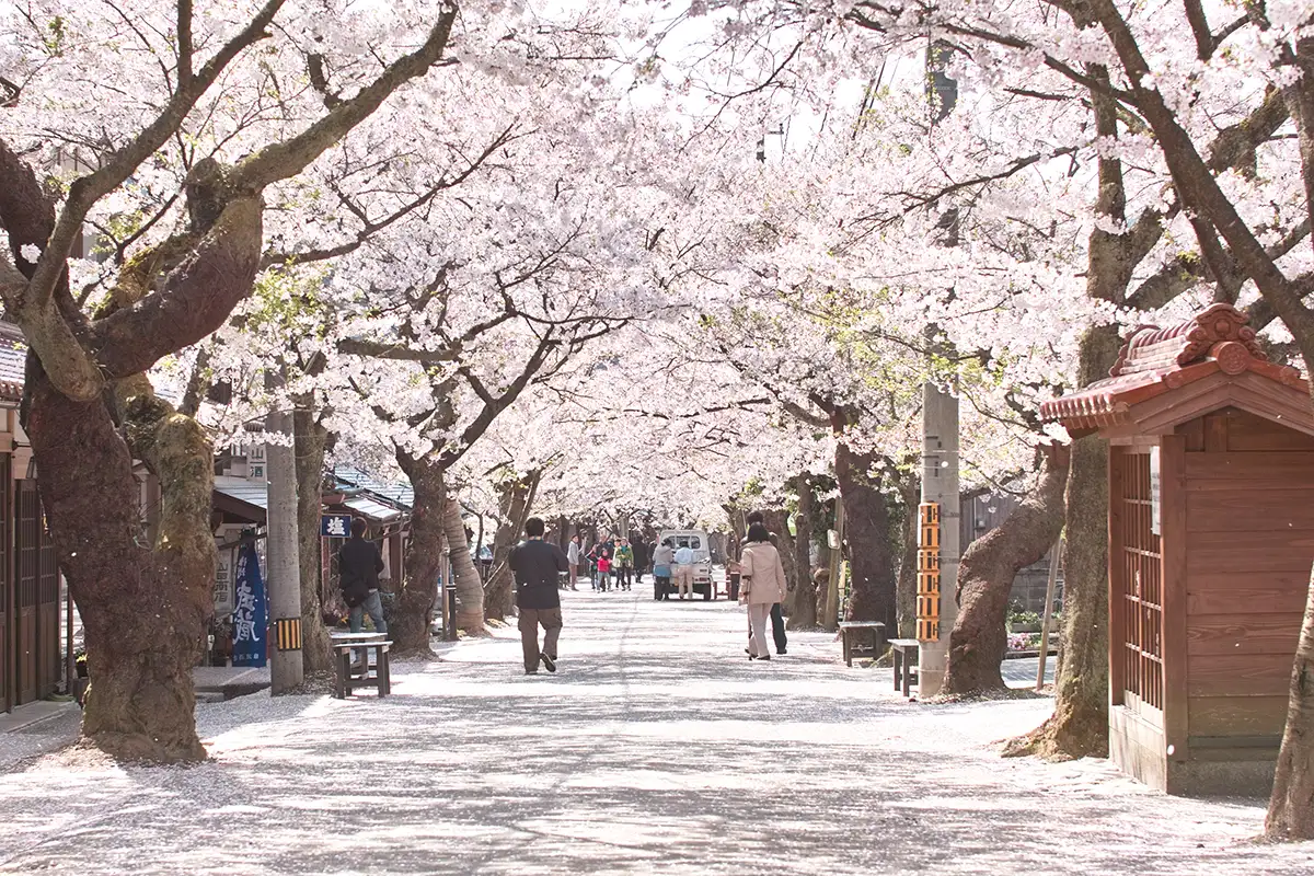 全国的にも珍しい旧宿場町を彩る桜並木「がいせん桜」