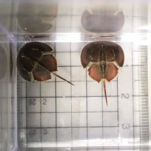 四国水族館カブトガニの幼生展示