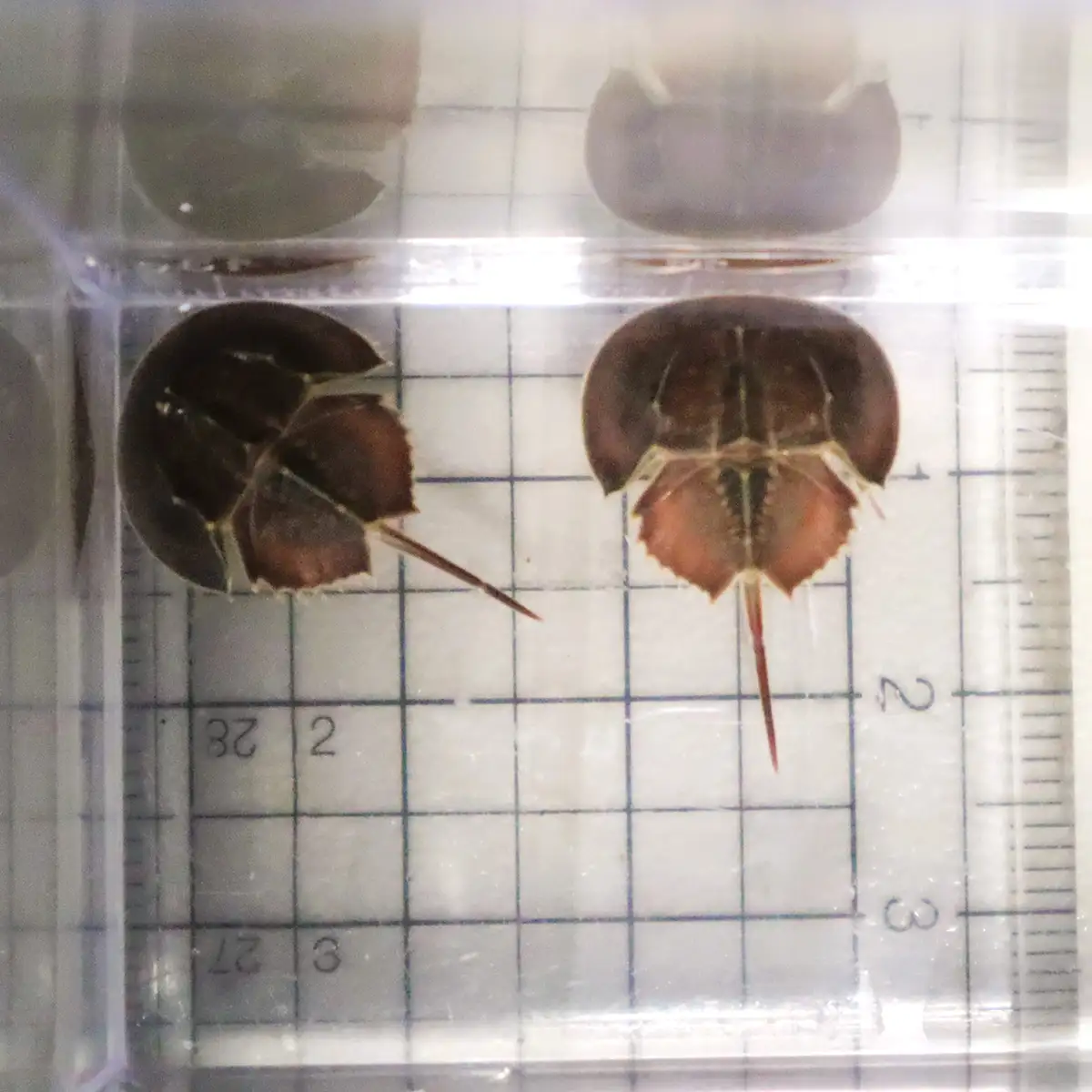 四国水族館カブトガニの幼生展示