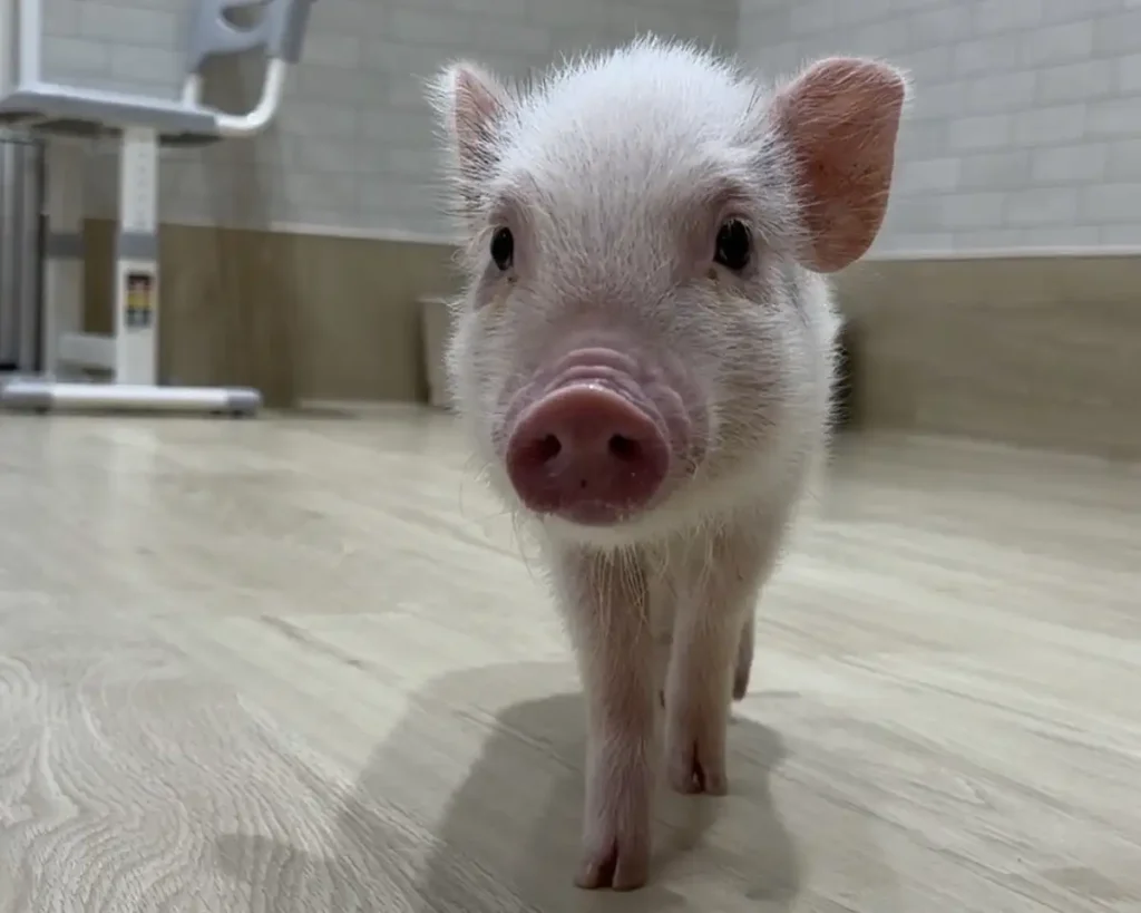 P・SPO Pig Cafe