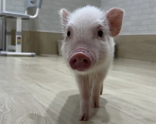 P・SPO Pig Cafe