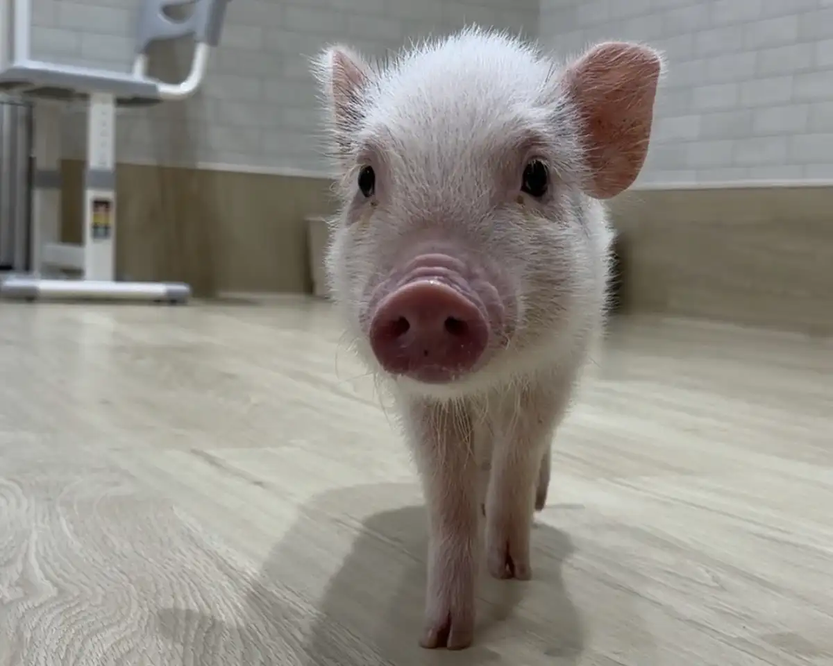 P・SPO Pig Cafe