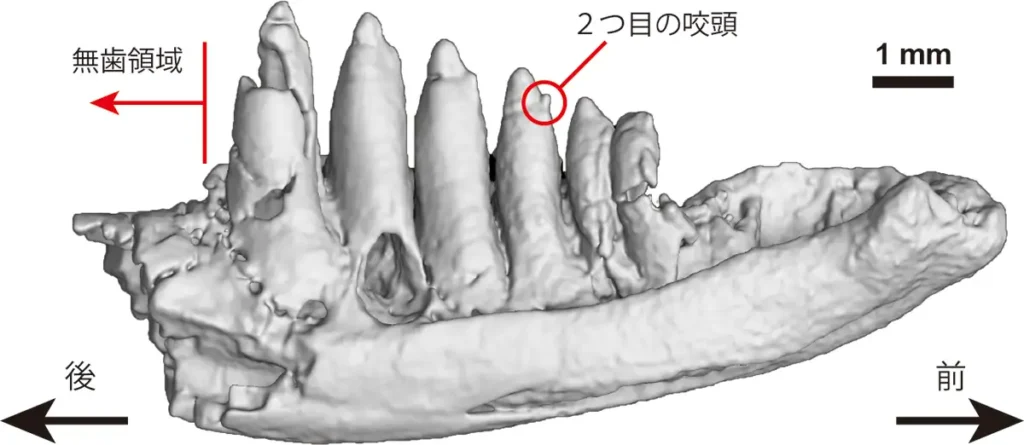 発見されたトカゲ類化石の特徴(内側から見た図)