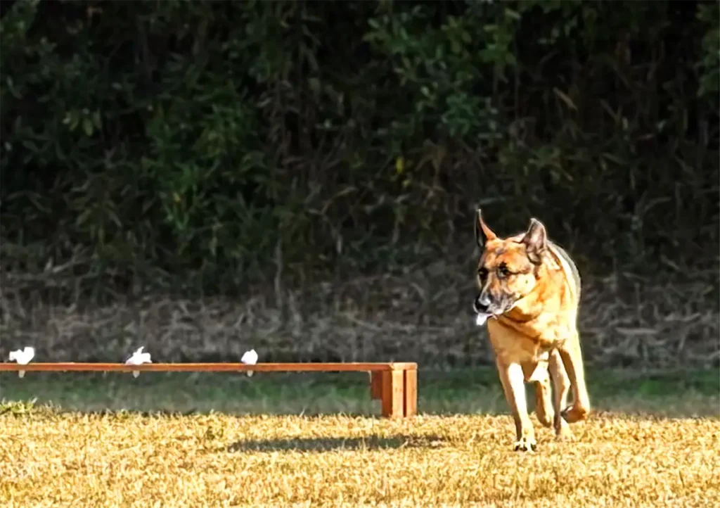 警察犬犯人捜しゲーム
